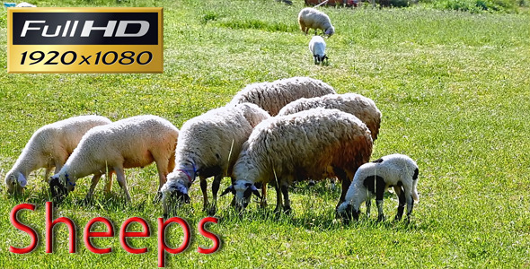 Sheeps Full HD alt