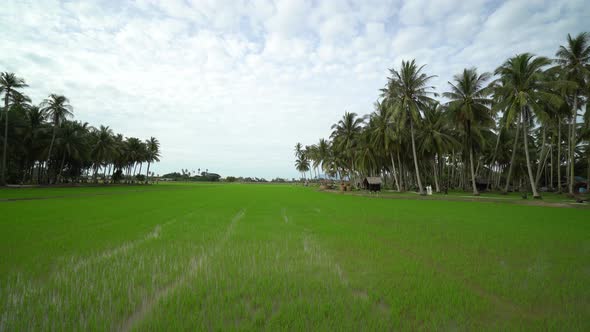 Gimbal move at paddy field alt