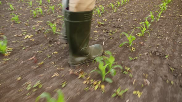 Man Walking Through Corn Plants Rows in Cultivated Field alt