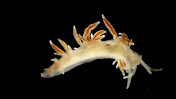 Sea slug Coryphella sp. under a microscope, of the Coryphellidae family alt