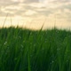 Green Grass Sunset Dew in Rural Countryside Field - VideoHive Item for Sale