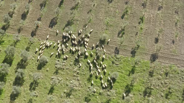 Aerial view of herd of sheep grazing alt