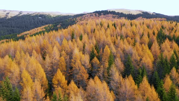 Aeriall view of colorful larch forest in autumn season alt