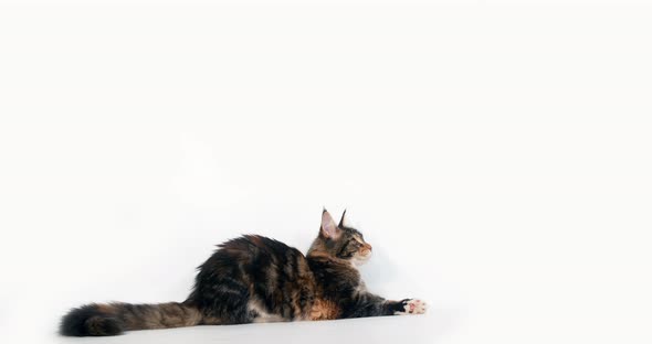 Brown Tortie Blotched Tabby and White Maine Coon Domestic Cat, Female playing , Normandy in France, alt