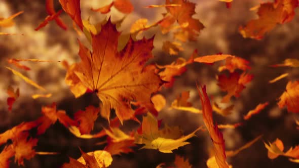 Slow motion animation of orange autumn leaves falling down. Closeup view. HD alt