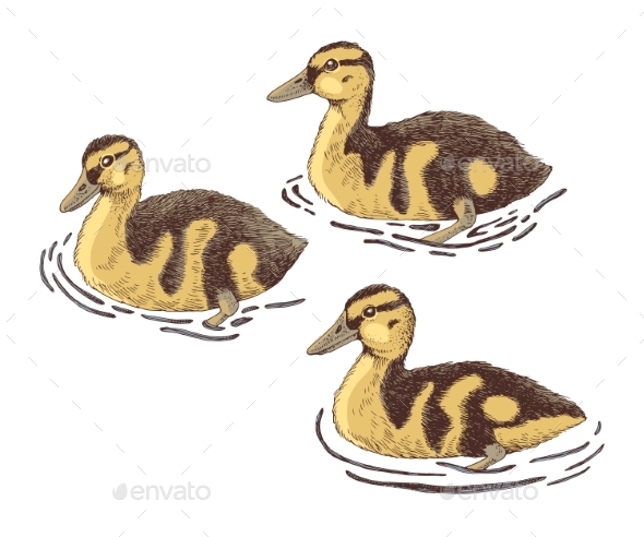 [DOWNLOAD]Ducklings Hand Drawn Vector Illustration
