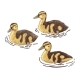 Ducklings Hand Drawn Vector Illustration