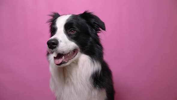 Funny Portrait of Cute Puppy Dog Border Collie Isolated on Pink Colorful Background alt