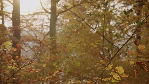 Dancing mosquitoes in an autumnal beech forest. alt