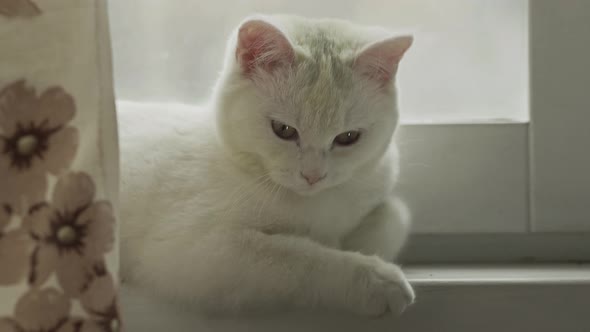 Cute White Cat Yawns Snugly Perched on the Window