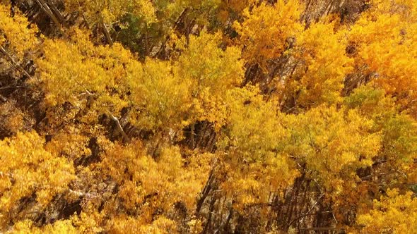 Yellow Autumn Aspen Tree Leaves alt