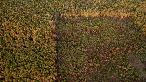 Aerial Drone View of Forest Destroyed in Europe Forest at Sunset During Autumn alt
