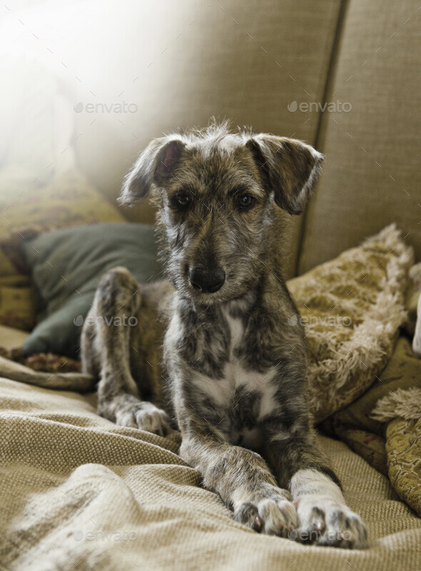 Whippet Lurcher Puppies Preloved Bedlington Whippet Bedlington