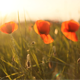Wild Poppies (3-Pack) - VideoHive Item for Sale