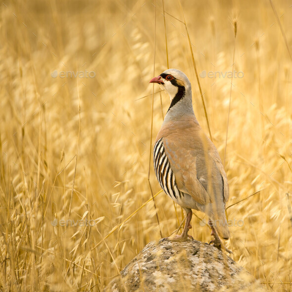 Chukar Partridge (Alectoris Chukar), Israel Stock Photo by Image-Source