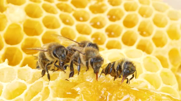 Bees Sit in Golden Honeycombs a Long Proboscis Processing Nectar