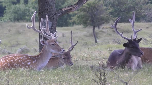 ruminant deers paying attention and watch into the camera. Steady shot alt