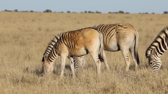 Plains Zebras Grazing In Grassland alt