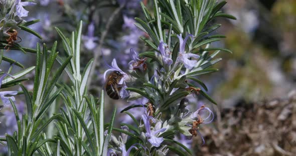 |European Honey Bee, apis mellifera, Bee foraging a Rosemary Flower, Pollination Act, Normandy alt
