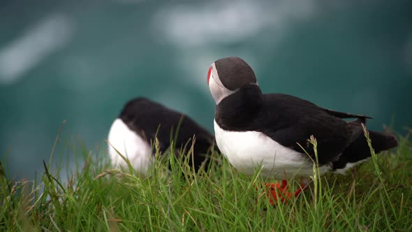 Wild Atlantic Puffin Seabird in the Auk Family in Iceland alt