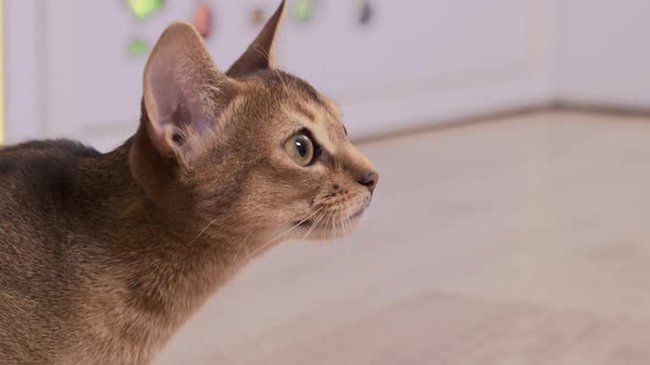 Closeup of Young Abyssinian Cat Playing Indoors