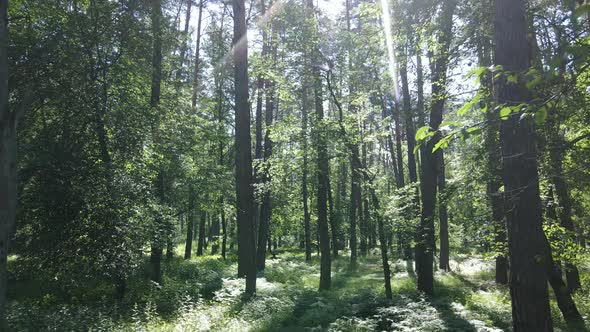 Beautiful Green Forest on a Summer Day Slow Motion alt