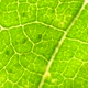 Green Leaf Analysis - VideoHive Item for Sale