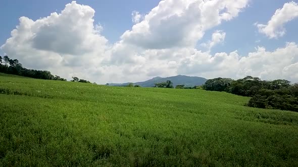 Sugar Cane Plantation El Salvador