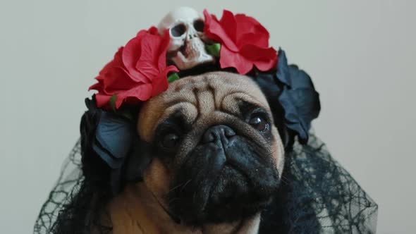 The Pug in a Halloween Wreath alt