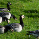 Barnacle Geese