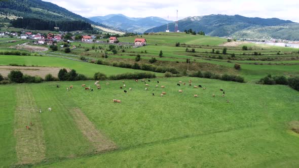 Aerial View of the Herd of Cows in a Green Meadow Near the Village and Mountain