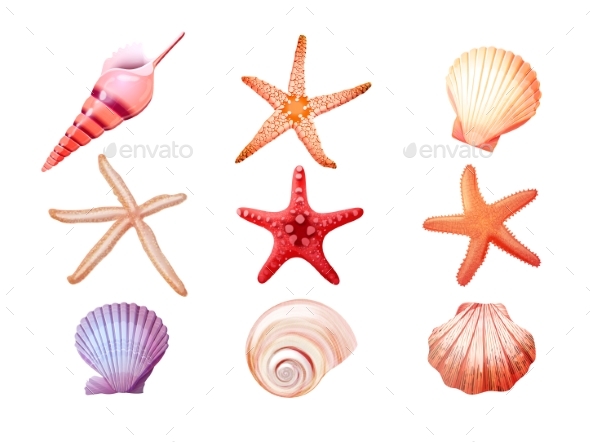 [DOWNLOAD]Realistic Seashells Starfish