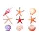 Realistic Seashells Starfish