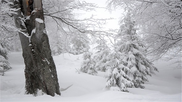 Winter Foggy Landscape 1