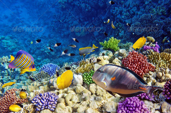 Red Sea, Corals, underwater