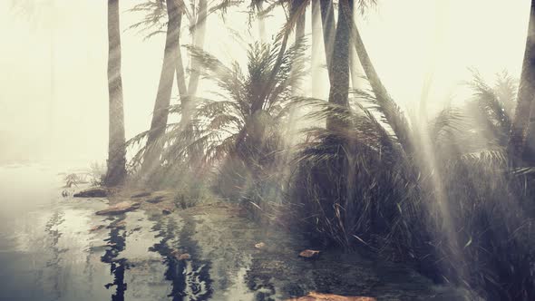 Coconut Palms in Deep Morning Fog alt