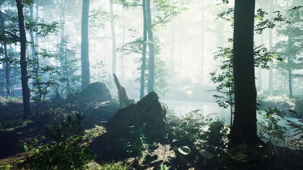 Morning Fog in Deep Forest alt
