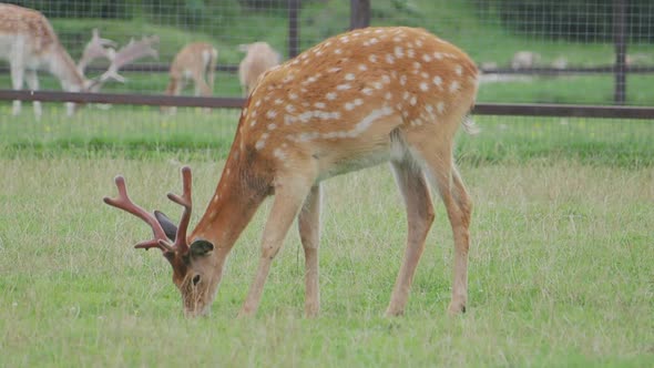Sika Deer, Cervus Nippon Also Known As the Spotted Deer or the Japanese Deer, Ruminant Mammal Is alt