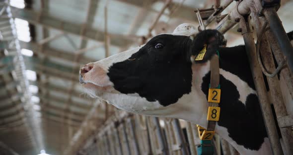 Cow Chews Hay Livestock with Ear Tags and Collar in a Stall in Cowshed Closeup Farming and Animal alt