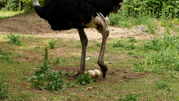 Ostrich farm. An ostrich sits on a nest hatches offspring eggs.