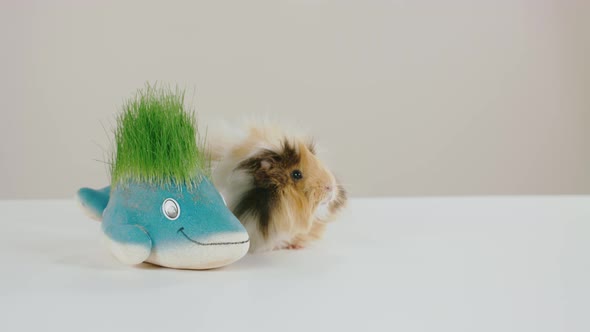 Funny Pet Playing With A Toy alt