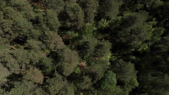 Bird's Eye View of Beautiful Green Forest Aerial Shot. Aerial View . The Camera Looks Down alt