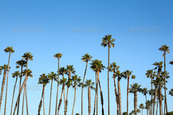 Palm Trees - Stock Photo - Images