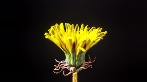 Dandelion Flower Blossom Timelapse alt