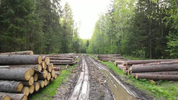 Stacks of Logs Along a Forest Road