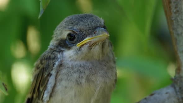 Chick Sitting on a Tree Branch in Green Forest. Muzzle of Nestling alt
