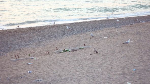 Gulls On Beach 1