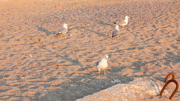 Gulls On Beach 5