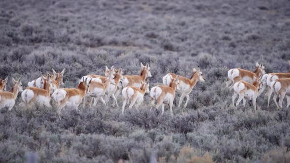 Herd of Pronghorn Antelope running in slow motion through sage brush alt