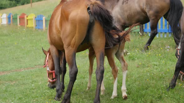 Footage Of Several Horses Eating Grass On A Field